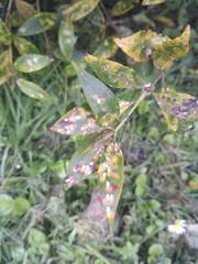 Anoplaspis metrosideri