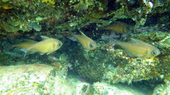 Pempheris klunzingeri