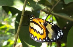 Placidina euryanassa