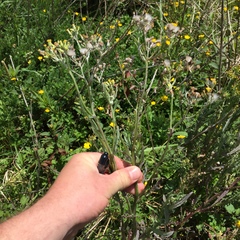 Senecio glomeratus glomeratus