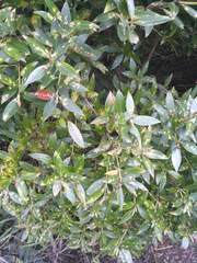 Anoplaspis metrosideri