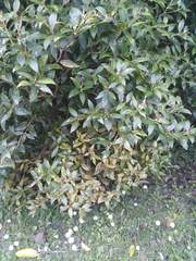 Anoplaspis metrosideri