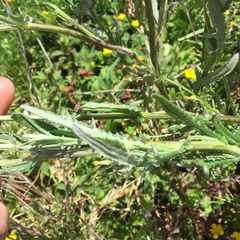 Senecio glomeratus glomeratus