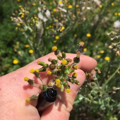Senecio glomeratus glomeratus