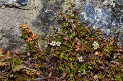 Chaerophyllum ramosum