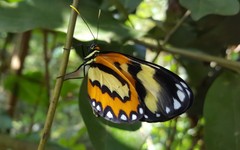 Placidina euryanassa