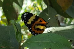 Placidina euryanassa