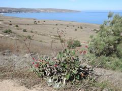 Eriogonum grande