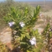 Eremophila acrida - Photo (c) blindsighted, some rights reserved (CC BY-NC)