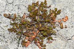 Chaerophyllum ramosum