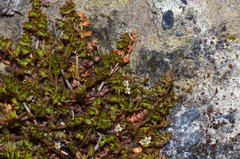 Chaerophyllum ramosum