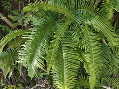 Dicranopteris pedata
