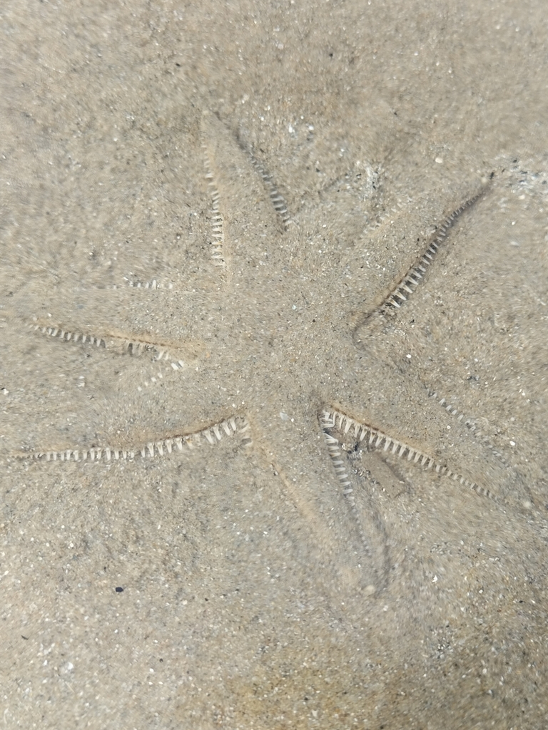 Common Sea Star
