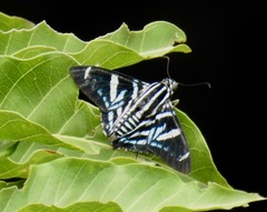 Elbella patrobas