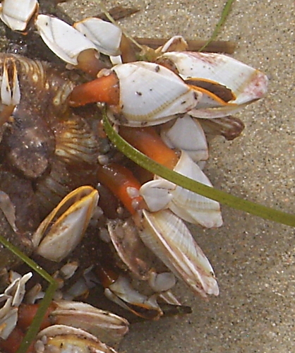 photo of Goose Barnacle (Lepas anserifera)