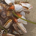 photo of Goose Barnacle (Lepas anserifera)