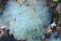 Clavelina moluccensis