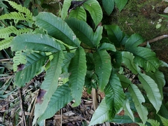 Tectaria polymorpha