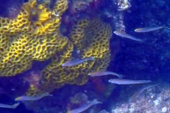 Holopsamma