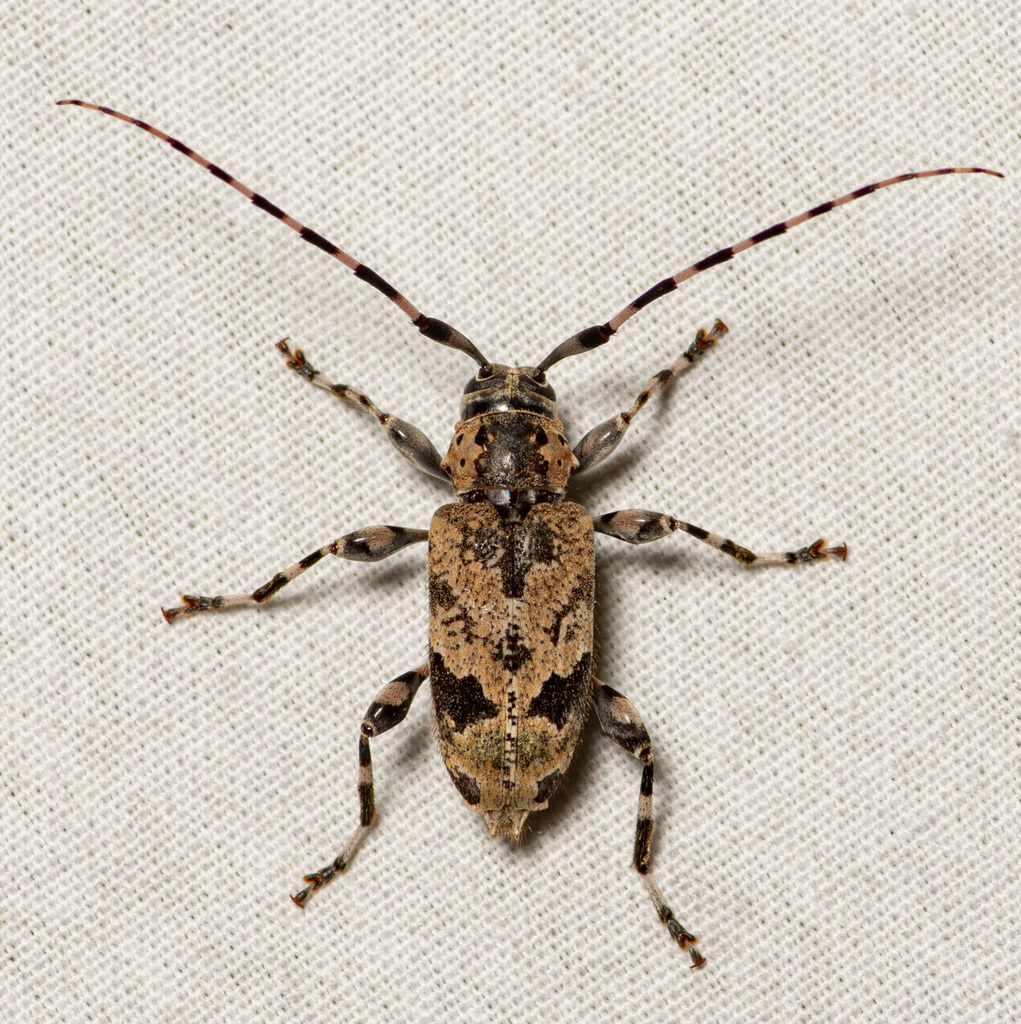 Graphisurus triangulifer