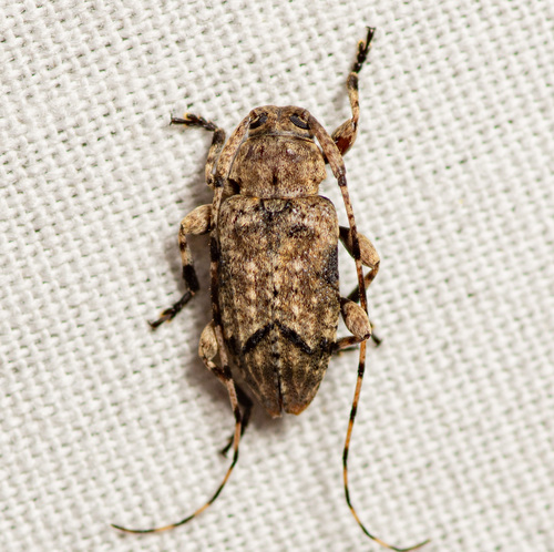 Sternidius mimeticus
