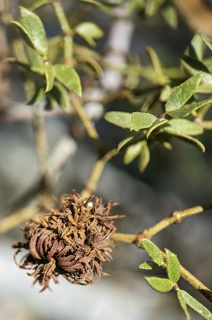 Large Creosote Gall Midge from Clark County, NV, USA on April 19, 2023 ...