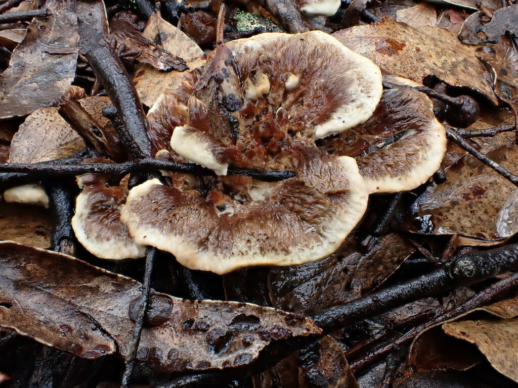 Blushing Rosette from Jack River VIC 3971, Australia on May 06, 2023 at