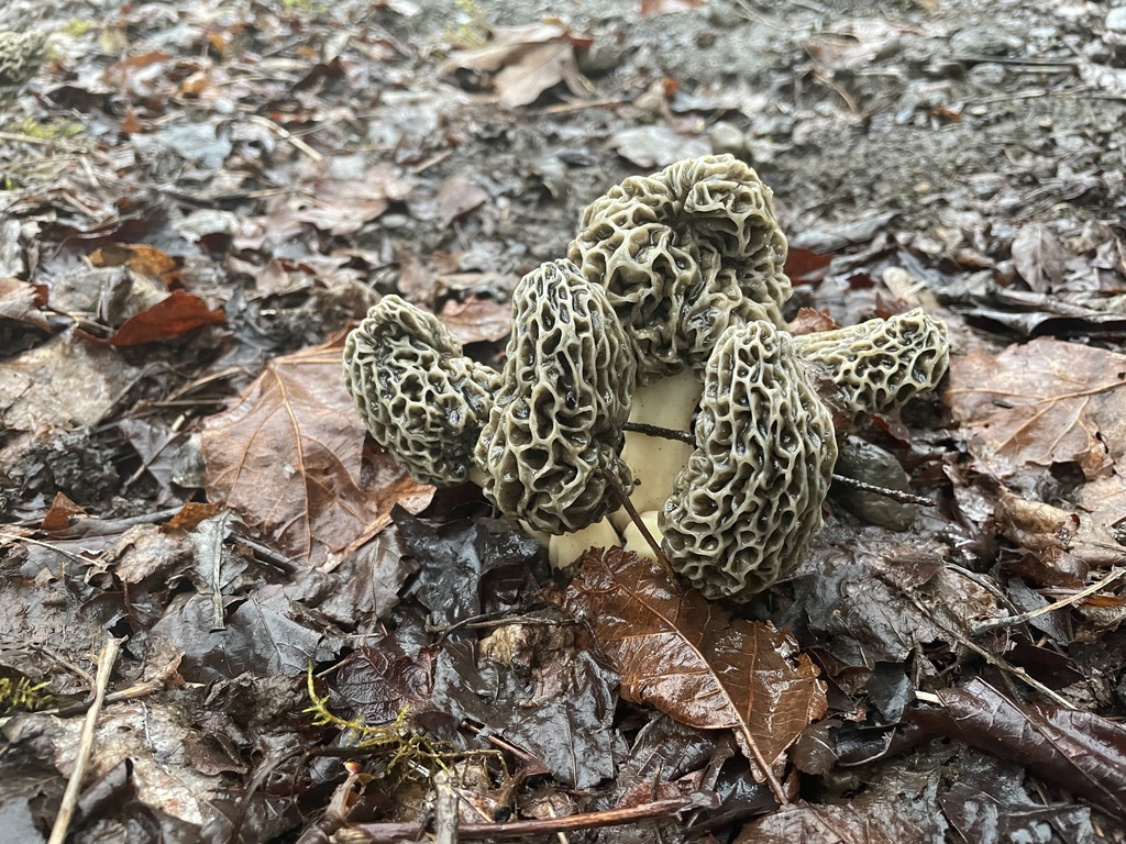 true morels in May 2023 by Hilary Rose Dawson. Apple orchard morels