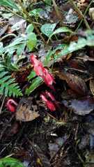 Monotropa coccinea