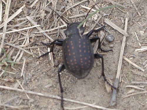 Calosoma tepidum photo 3