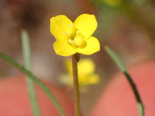 Image of Camissonia strigulosa by (c) George Williams, some rights reserved (CC BY)
