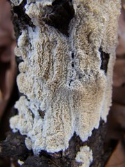 Schizopora paradoxa image
