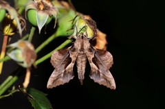 Phyllosphingia dissimilis
