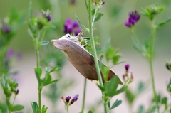 Lampronadata cristata