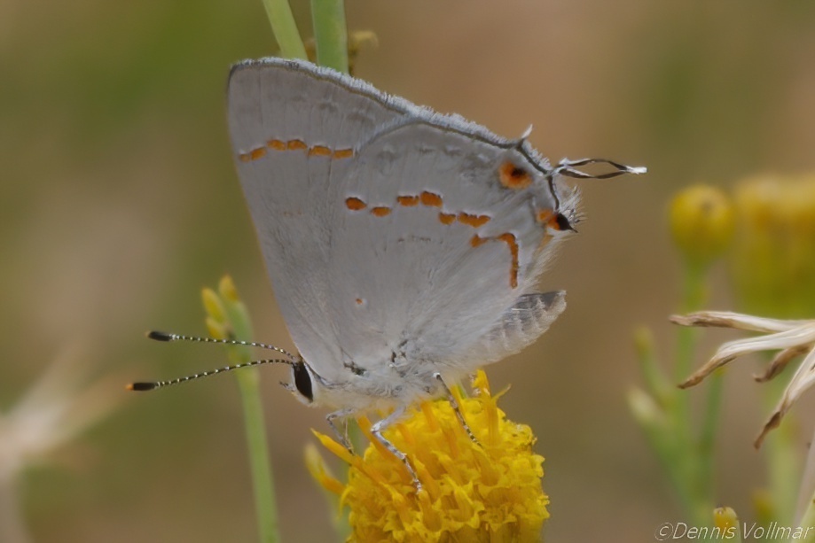 Scrub-hairstreaks