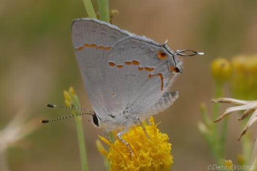 Scrub-hairstreaks