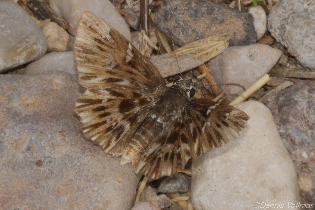 Scarce Streaky-Skipper