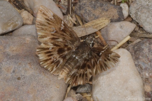 Scarce Streaky-Skipper