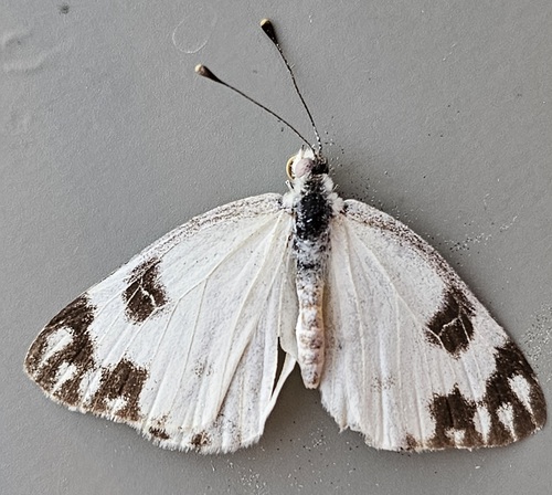 Desert White