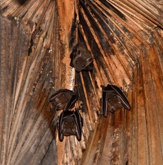 Cynopterus sphinx