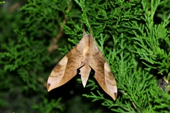 Clanis bilineata