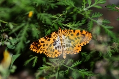 Epobeidia tigrata leopardaria