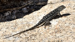 Sceloporus occidentalis taylori