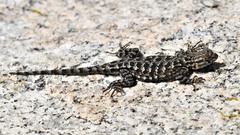 Sceloporus occidentalis taylori