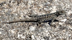 Sceloporus occidentalis taylori