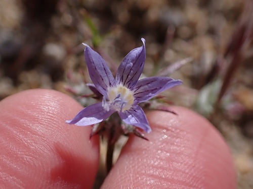 Image of Eriastrum eremicum by (c) Madeleine Claire, some rights reserved (CC BY)