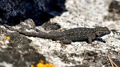 Sceloporus occidentalis taylori
