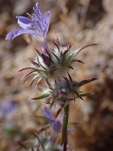 Image of Eriastrum eremicum by (c) Madeleine Claire, some rights reserved (CC BY)
