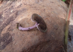 Trogia cantharelloides