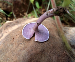 Trogia cantharelloides